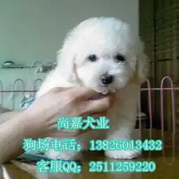 中山哪里可以买到比熊比熊犬中山价格中山比熊犬狗场