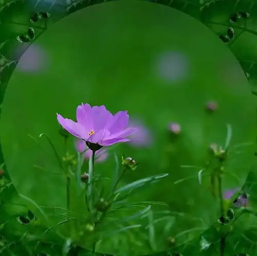 唯美清新淡雅的图片欣赏