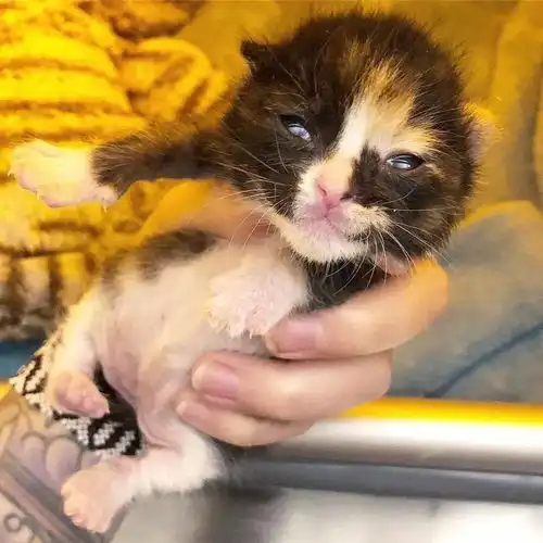 幸运小奶猫被妹子及时收留,从那天开始就很喜欢微笑...