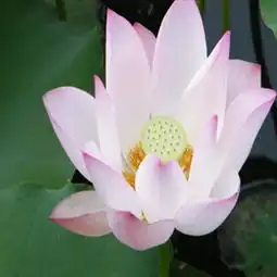 莲花图片,莲花图片大全
