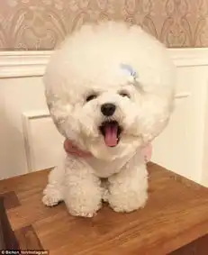 韩国一比熊犬毛发修剪成大绒球惹人喜爱