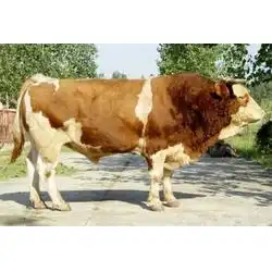 浙江肉牛肉牛养殖场万隆畜牧养殖多图