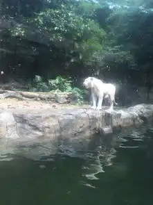消夏计划广州的早茶,长隆的小动物,2015我