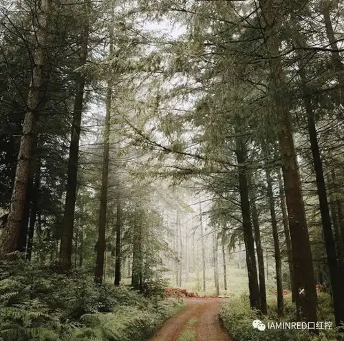 测试一个超长简介的文章