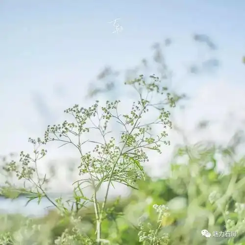 解锁异龙湖的小清新打开方式,夏天每一天都过
