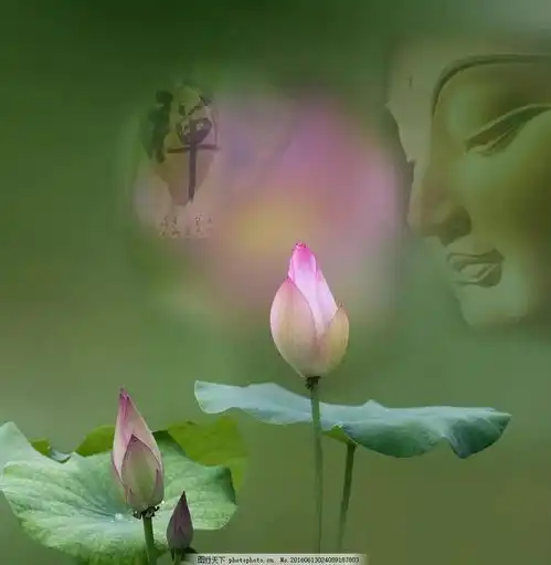 花之语莲花
