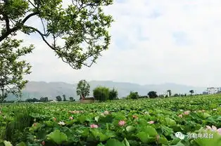 弥勒百亩荷花齐开放,美到爆快来赏荷花,摘莲米,吃美食