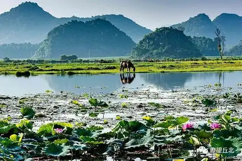 丘北摄影家镜头里的醉美湿地荷花头图文山频道云南网