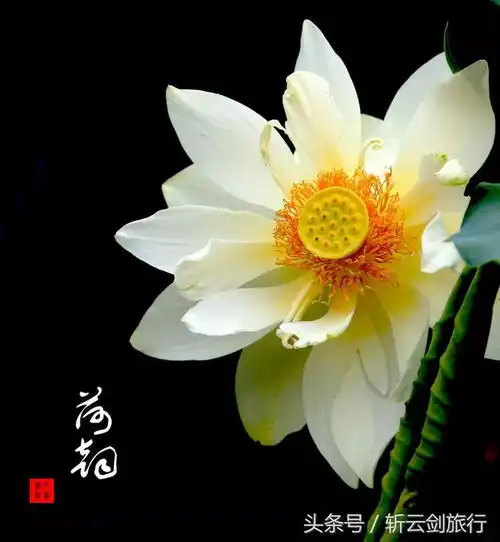 古人消夏神器碧筒饮将荷花骨髓里的美演绎的淋漓尽致