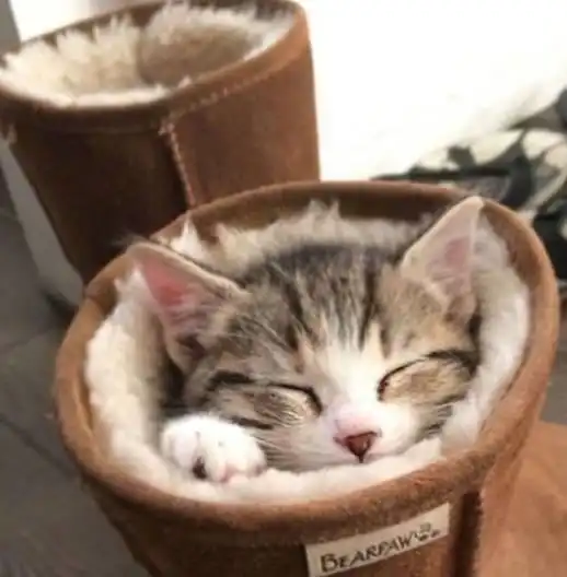 猫到底睡过多少奇葩的地方猫大爷只要我想睡,哪里都是床