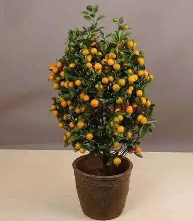 春节家里放盆金桔的寓意