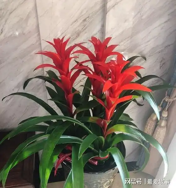 鸿运当头养护小窍门,学会这4点,不怕养不好,轻松开出大红花