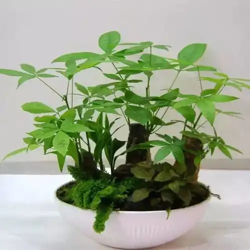 摆在家里最旺财的十种花