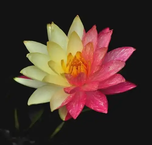 测试一个超长简介的文章