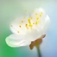简约图片一株草一朵花微信头像图片大全