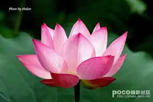 拍摄荷花四点基本技巧