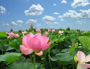 这10首写尽夏日之美的诗词,太惊艳了