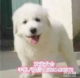 欢宠犬舍一出售纯种大白熊一包养活一签合同一送用品