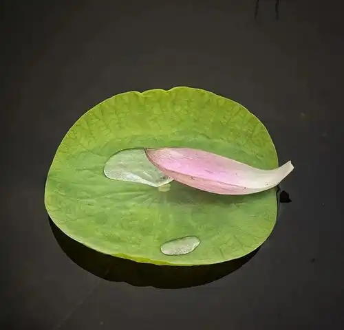 刷屏雨后的玉渊潭荷花美爆了