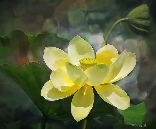 摄影鲜花荷花清香菏韵