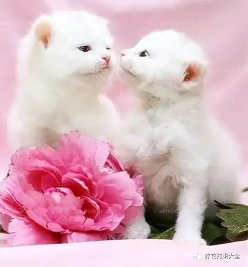 奇趣猫咪眼中的花花世界,你想不到的美