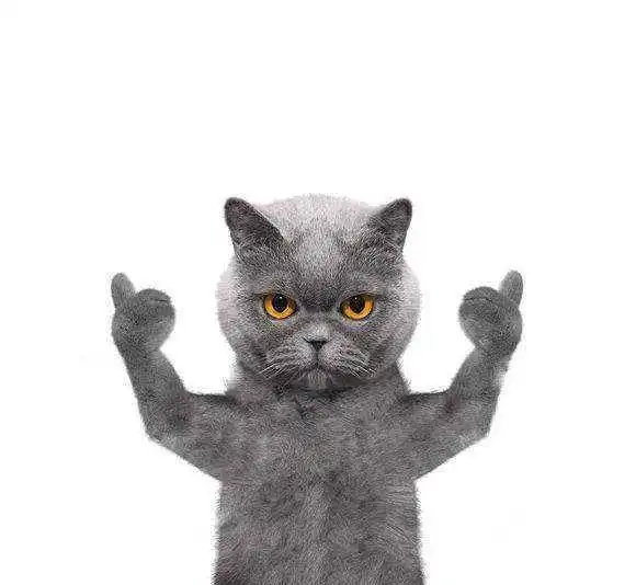 主人挑逗自家猫咪,猫咪忍无可忍直接上手,猫咪再逗我试试