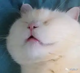 抱回一只小奶猫男友十分嫌弃,几个月后再见时,却成了棉花糖