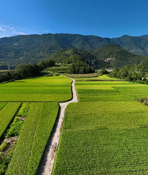 夏游绵阳清凉暑日诗意田园野趣乡间平武这些稻田有你向往的童年牧歌