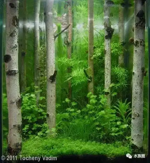 树枝藤条水草缸造景图片集欣赏