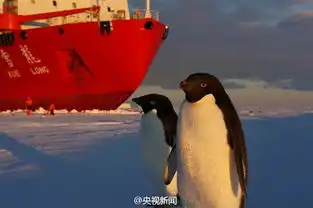 雪龙号南极被围观企鹅干的