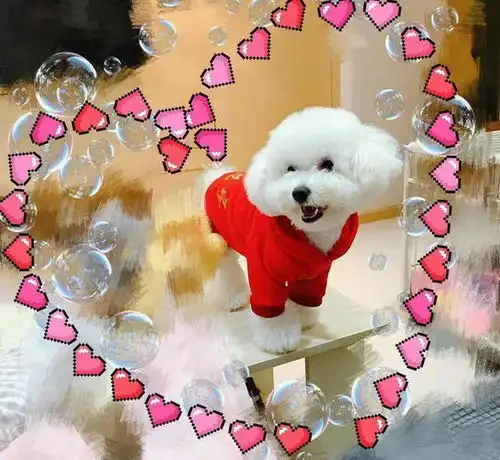 比熊犬犯错后的5大常见反应,你家是哪种