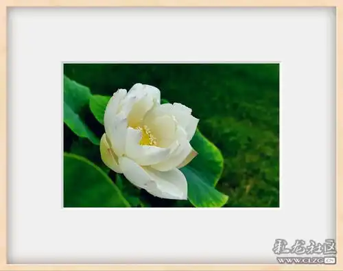 小暑荷花个展
