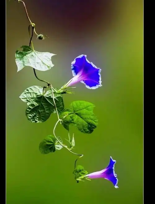 这是什么植物学名结的东西发紫色