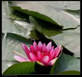 莲花也有称睡莲专辑第3页瞎玩快乐