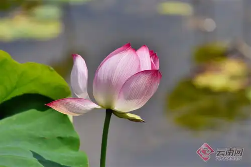 保山昌宁夏至已至荷盛开