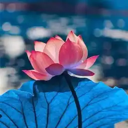 欣赏别人是一种本领