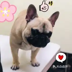 电话,地址,价格,营业时间北京宠物