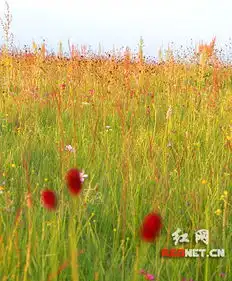 繁花似锦金莲点缀图记盛夏的金莲川草原