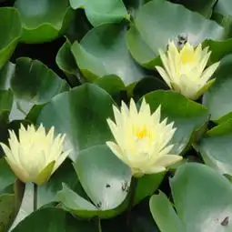 莲花图片,莲花图片大全