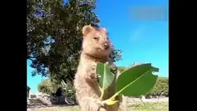 短尾矮袋鼠