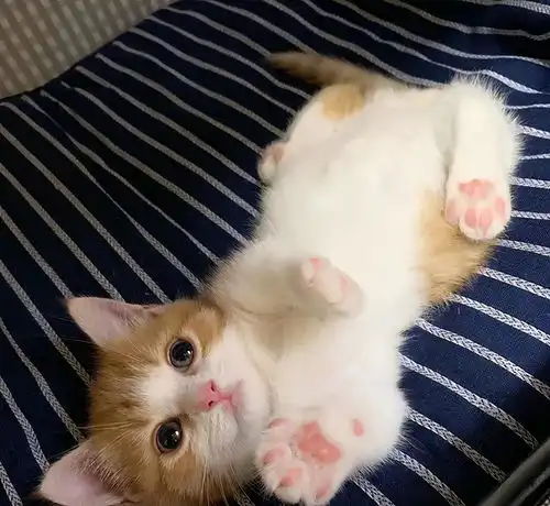 日本这只小奶猫火了,睡姿奇特,引无数网友围观