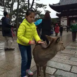 奈良喂鹿与东大寺