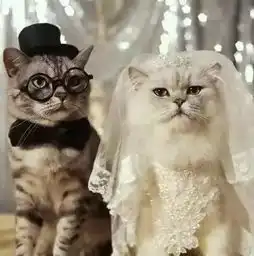 给猫咪穿上了衣服,华丽丽的事情就发生了,萌到爆