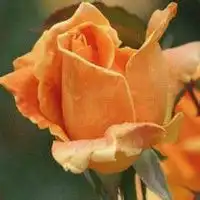 微信头像一支花玫瑰花微信头像图片大全