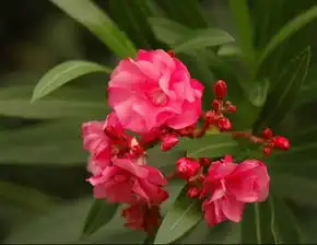 百合再写夹竹桃诗词吾爱网