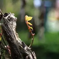 测试一个超长简介的文章