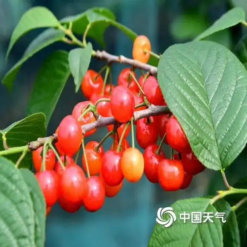 品尝春天的味道浙江金华樱桃晶莹剔透引客来