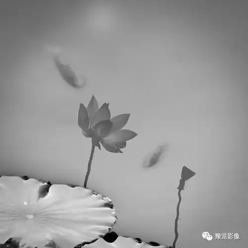 城外秋荷一半黄,尚余疏柳照回塘绿城荷赛优秀作品展6