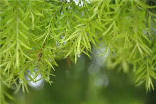夏日雨中的绿色生机