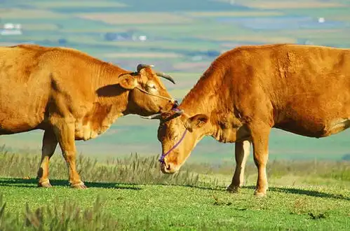 算命大师苦劝生肖牛别和3个生肖在一起,在一起只会两败俱伤